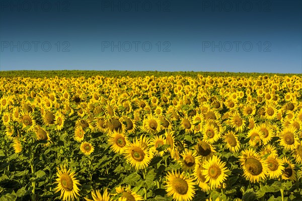 Sunflower field