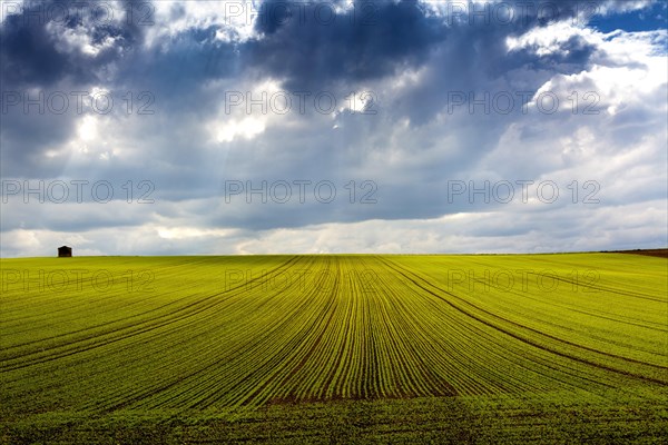 Seed lucerne cultivation