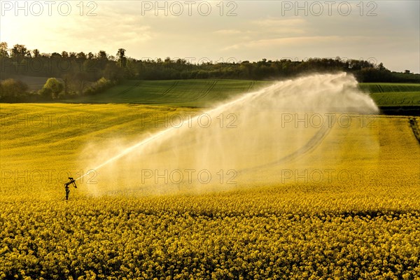 Sprinkler system irrigates rape field