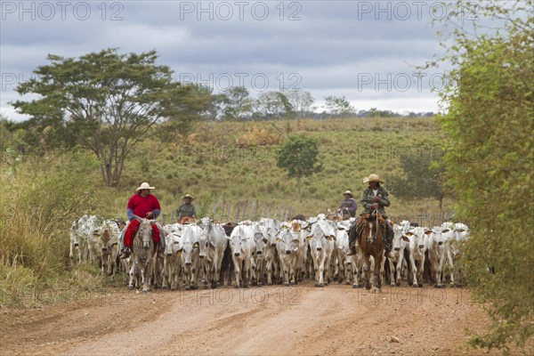 Gauchos herd cows