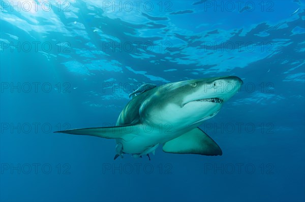Lemon shark (Negaprion brevirostris)