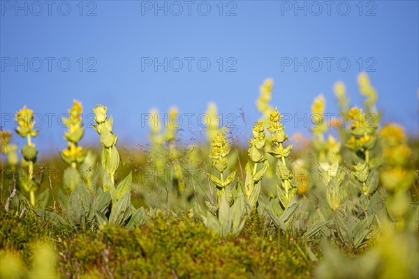 Great yellow gentian (Gentiana lutea)