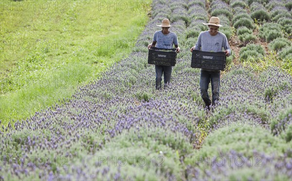 Collecting lavender flowers at the eco farm Sao Benedito