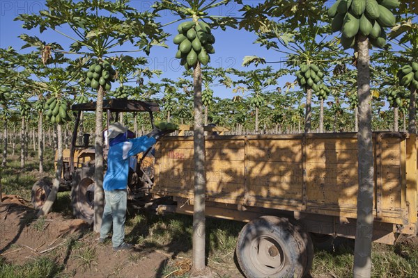 Worker Picks Papayas on a Plantation