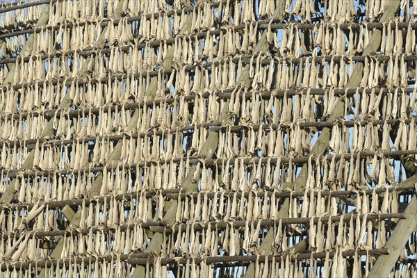 Stockfish on drying rack made of wood