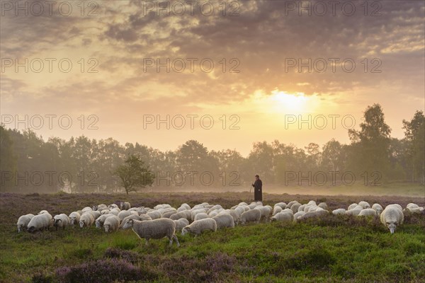 Shepherd with a flock of sheep in the heath at the Thuelsfeld dam at sunrise