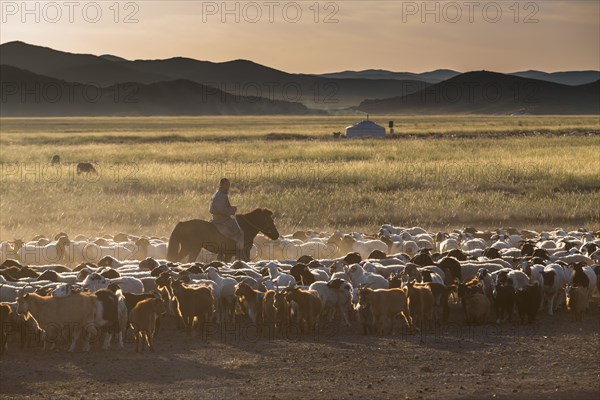 Mongolian herder scene. Govi-Altai province