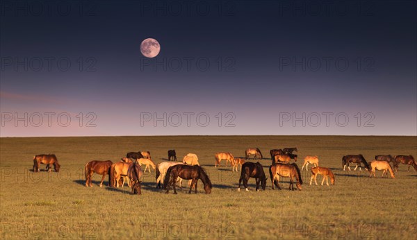 Beautiful evening in Mongolian steppe. Tuv province