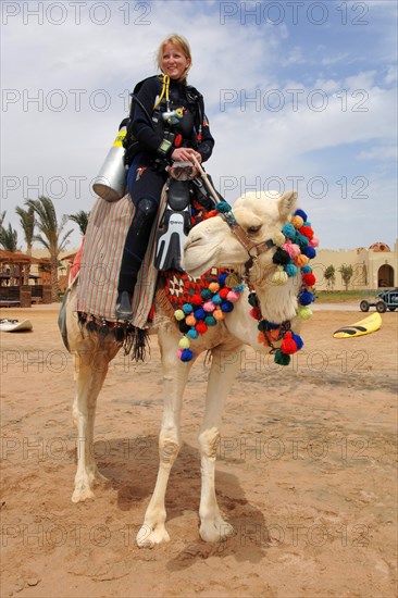 Diver sitting in equipment on dromedary (Camelus dromedarius)