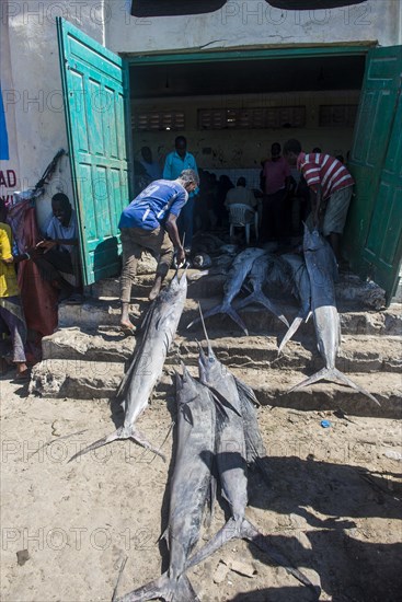 Dead swordfish before the Fishmarket