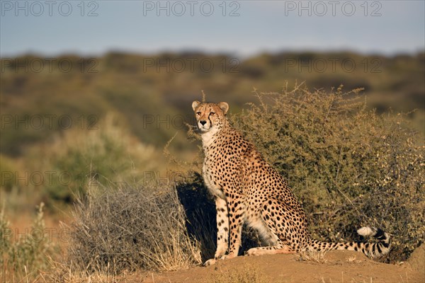 Cheetah (Acinonyx jubatus)