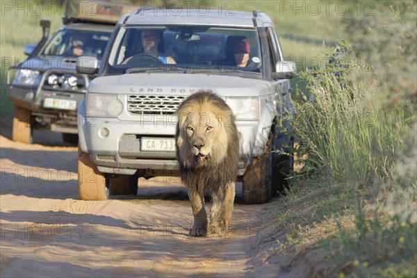 Black-maned lion (Panthera leo melanochaita)