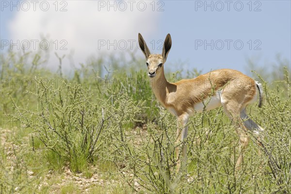 Springbok (Antidorcas marsupialis)