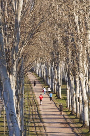 Jogger on avenue of black poplars