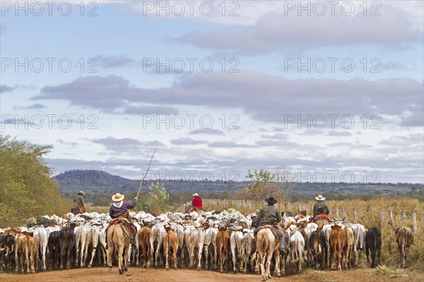 Gauchos herd cows