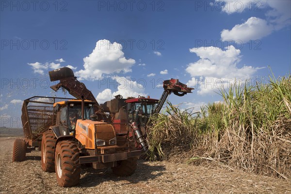 Mechanized harvest of Sugarcane