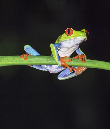 Red-eyed tree frog (Agalychnis callidryas) on green trunk