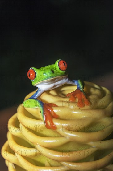 Red-eyed tree frog (Agalychnis callidryas) on yellow flower