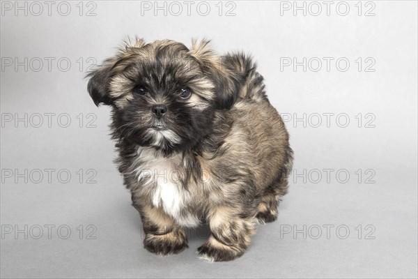 Shih Tzu puppy