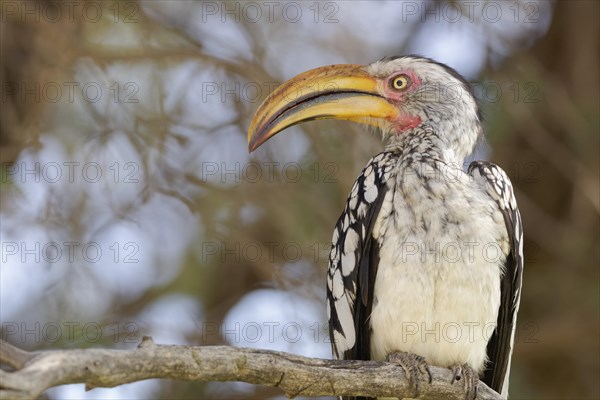 Southern yellow-billed hornbill (Tockus leucomelas)