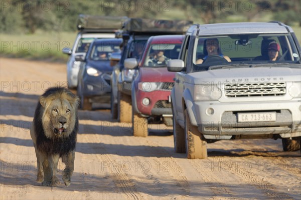 Black-maned lion (Panthera leo melanochaita)