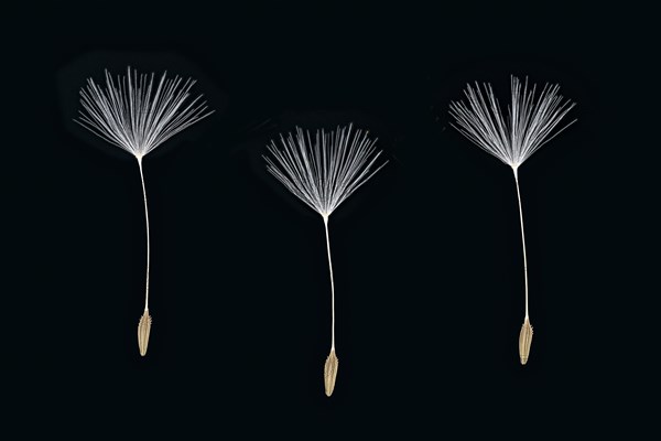 Dandelion (Taraxacum sect. Ruderalia )