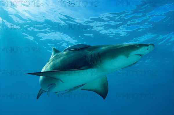 Lemon shark (Negaprion brevirostris)