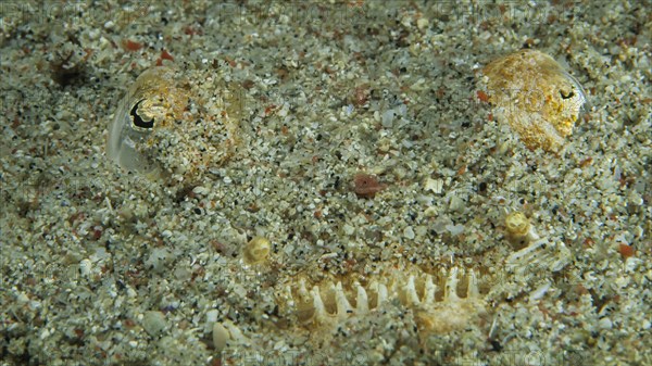 Marbled Stargazer (Uranoscopidae)