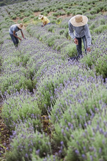Collecting lavender flowers at the eco farm Sao Benedito