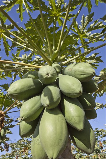 Papaya Fruit on Papaya Tree