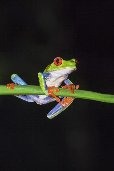 Red-eyed tree frog (Agalychnis callidryas) on green trunk