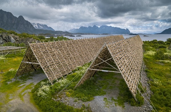 Thousands and thousands of stockfish Fish heads on wooden drying racks