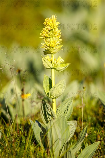 Great yellow gentian (Gentiana lutea)