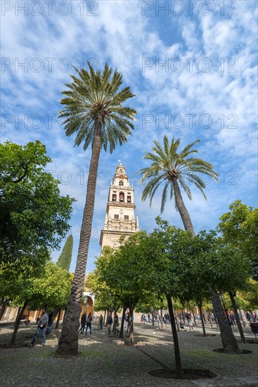 Church tower between palm trees