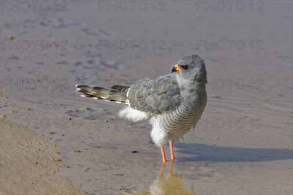 Gabar goshawk (Micronisus gabar)