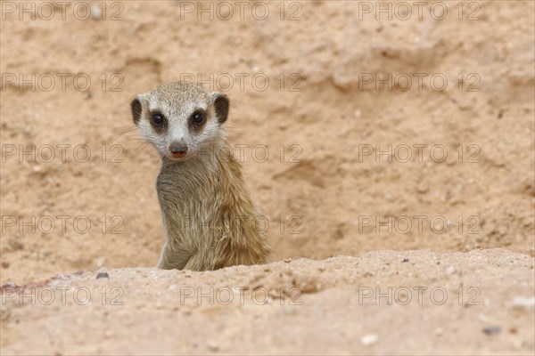 Meerkat (Suricata suricatta)