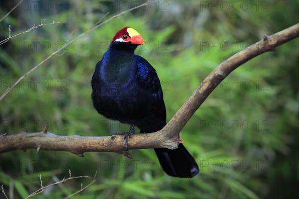 Violet turaco (Musophaga violacea)