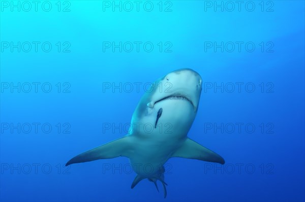 Lemon shark (Negaprion brevirostris)