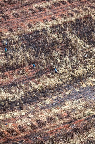 Harvesters work on burnt Sugarcane Plantations