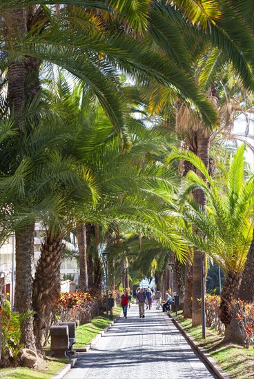 Palm Avenue