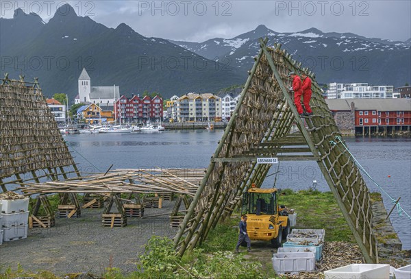 Workers cut stockfish from wooden drying racks