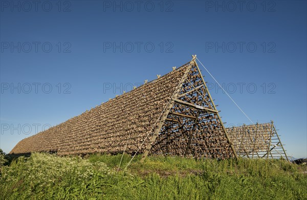 Stockfish and codfish Fish heads on drying rack made of wood