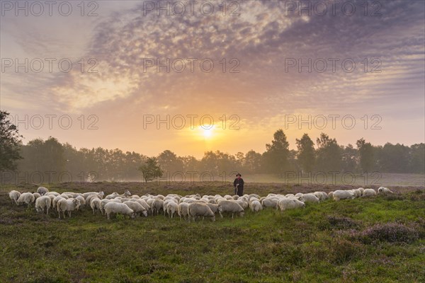 Shepherd with a flock of sheep in the heath at the Thuelsfeld dam at sunrise