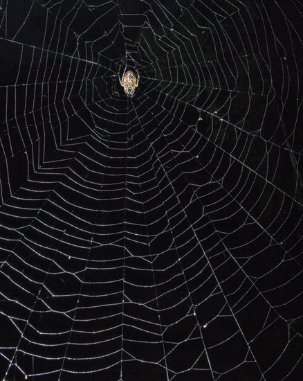 Spider (Eriophora fuliginea) in web