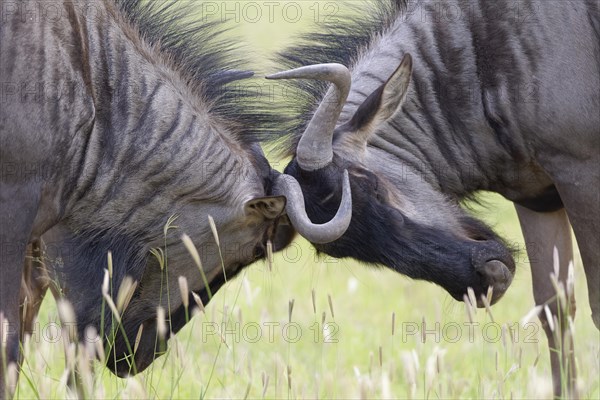 Blue wildebeests (Connochaetes taurinus)