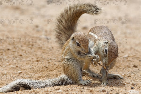 Cape ground squirrels (Xerus inauris)