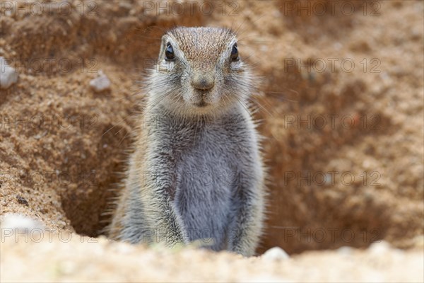 Cape ground squirrel (Xerus inauris)