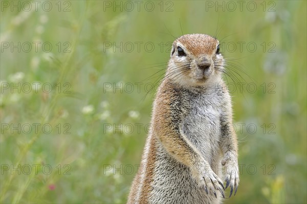 Cape ground squirrel (Xerus inauris )