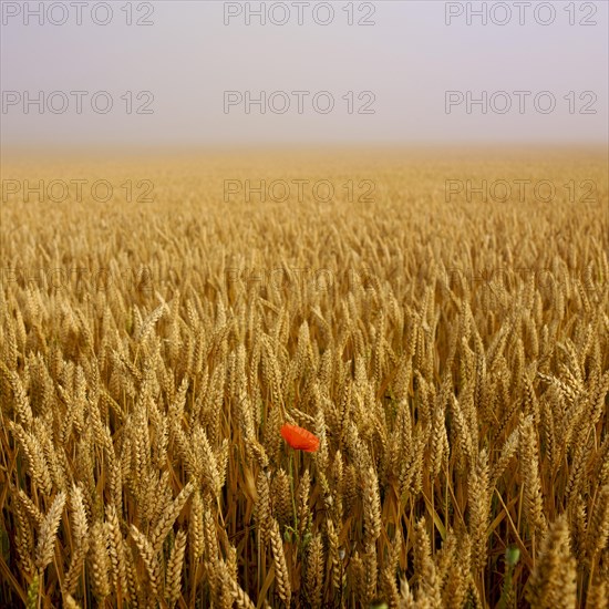 Poppy flower in wheat field