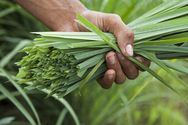 Bunch of lemon grass at the eco farm Sao Benedito